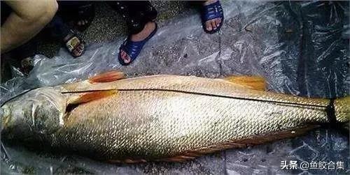 花胶的种类和区别,花胶一共有几种类型的品种