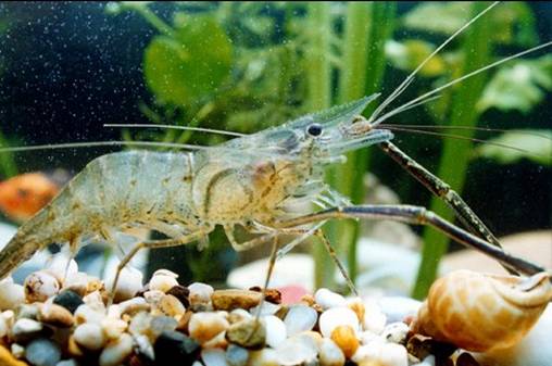 醴陵市海鲜收藏排行榜,海鲜礼盒收藏价格表图