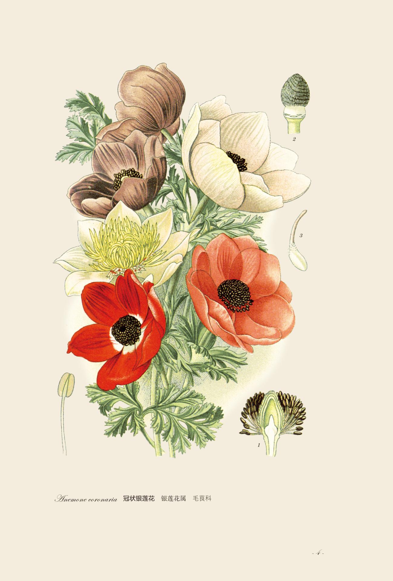 园艺花卉图谱这本书怎么样,中国花卉园艺