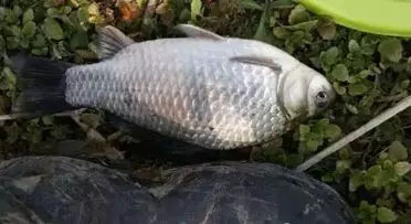 串钩野钓大板鲫简单实用的好方法,冬天钓大板鲫用手竿好还是串钩好