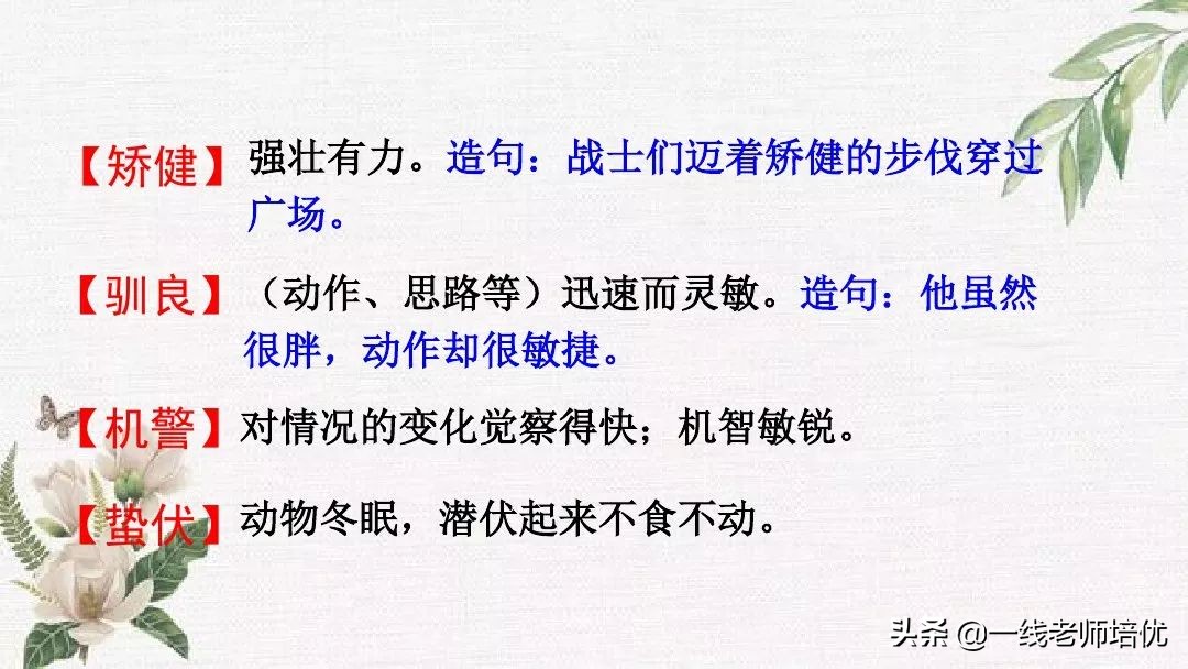 语文五年级上册第17课松鼠资料,部编版五年级上册第17课松鼠课件