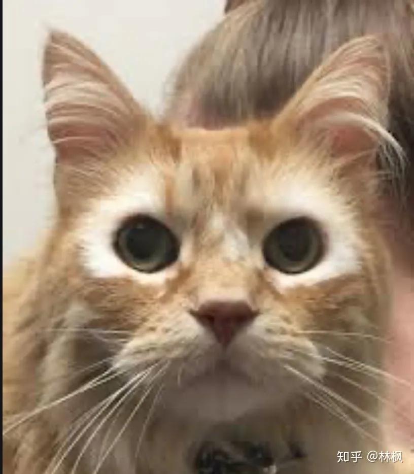 猫咪长红斑点是什么,你知道猫咪的毛色代表了什么吗