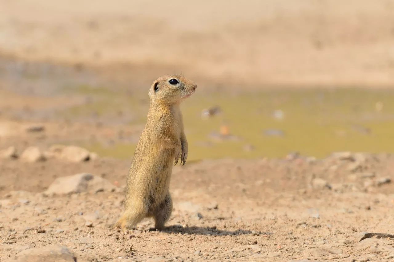特别的萌给特别的你