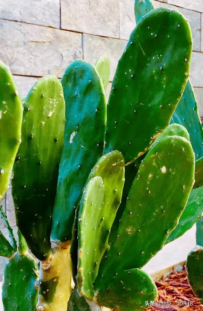 吃仙人掌十大禁忌,吃仙人掌有什么好处