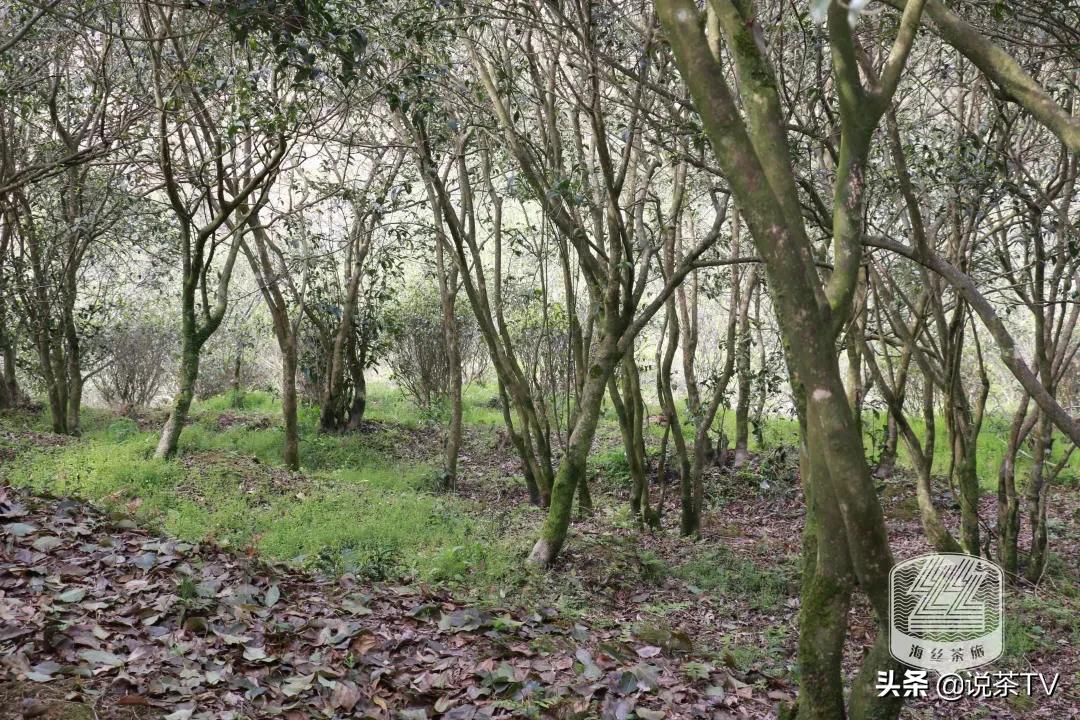 福鼎白茶还有“十不采”规定?让我们去河山有机茶园一探究竟