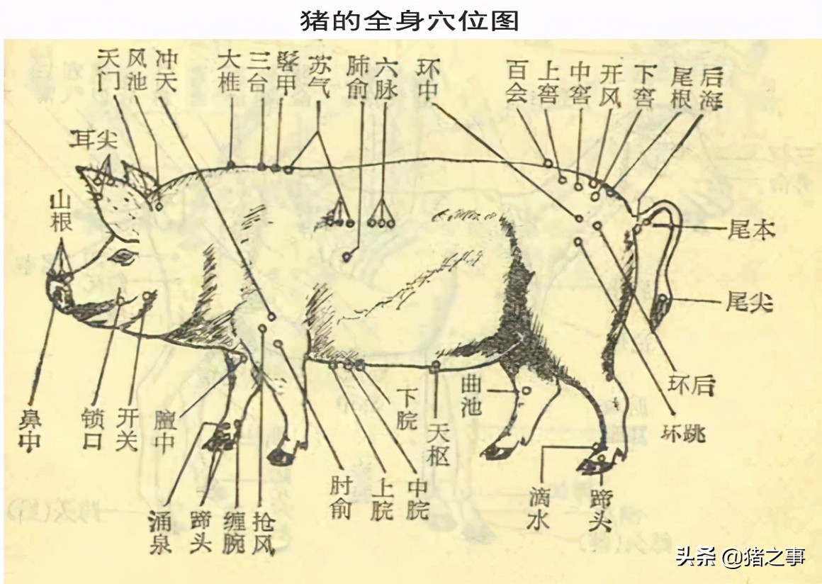 养猪一定要懂猪的病情,新手养猪入门选二元猪还是土杂猪