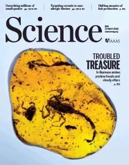 缅甸琥珀复原过程,科学家发现恐龙时代琥珀化石