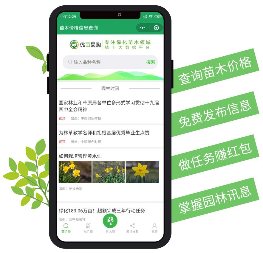 金叶水杉苗木高成活率,金叶水杉工程苗怎么培养