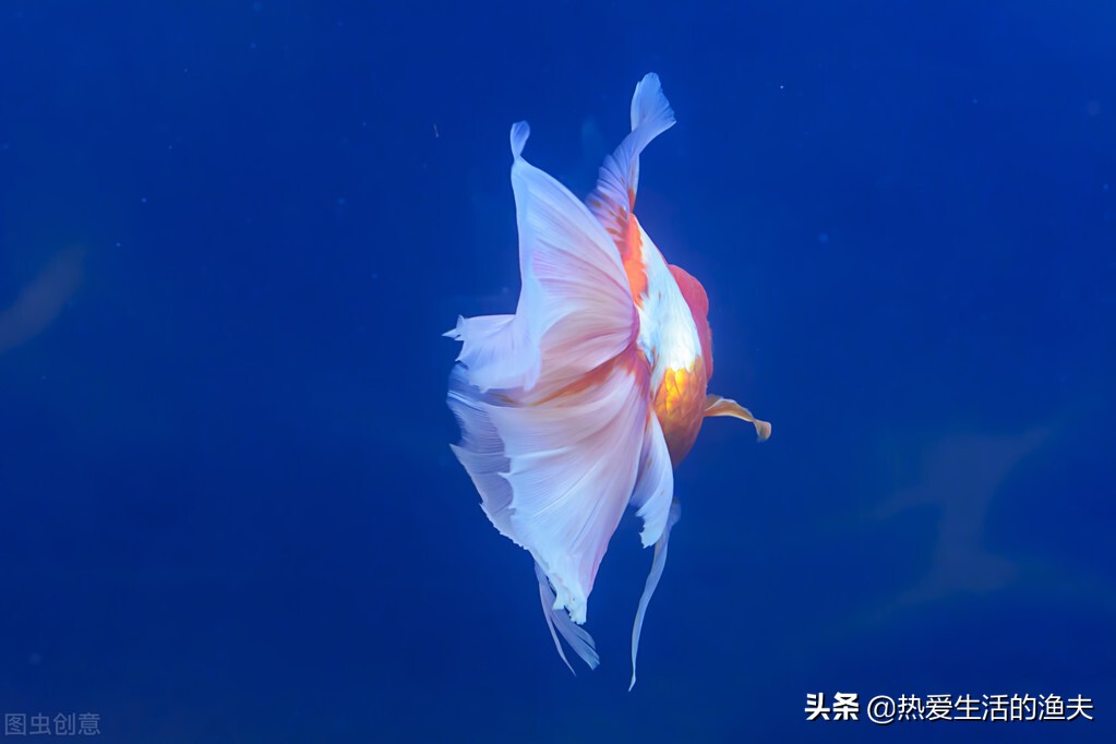 在网上卖的金鱼靠谱吗,淘宝买活金鱼靠谱吗