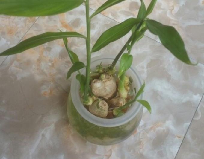 椋熺敤濮滅泦鏍界殑鏂规硶,鐢熷闀挎斁鍦ㄧ泦閲屽張闀垮嚭鏂板