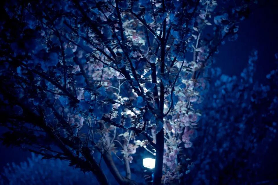 这等世外仙境竟然在西南交通大学希望学院？