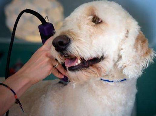 泰迪狗怕热吗夏天,泰迪犬残酷的真相