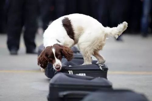 缉毒犬闻多了毒品会上瘾吗,闻毒品气味算吸毒吗