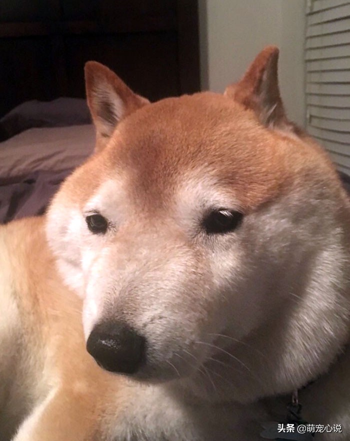 被蜜蜂蜇的狗狗猫咪,猫和狗狗被蜜蜂蛰的瞬间