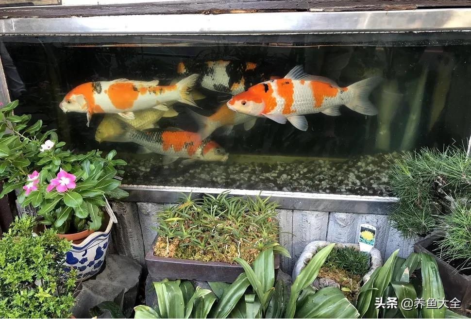 锦鲤新池如何养水,没有梦想的鱼