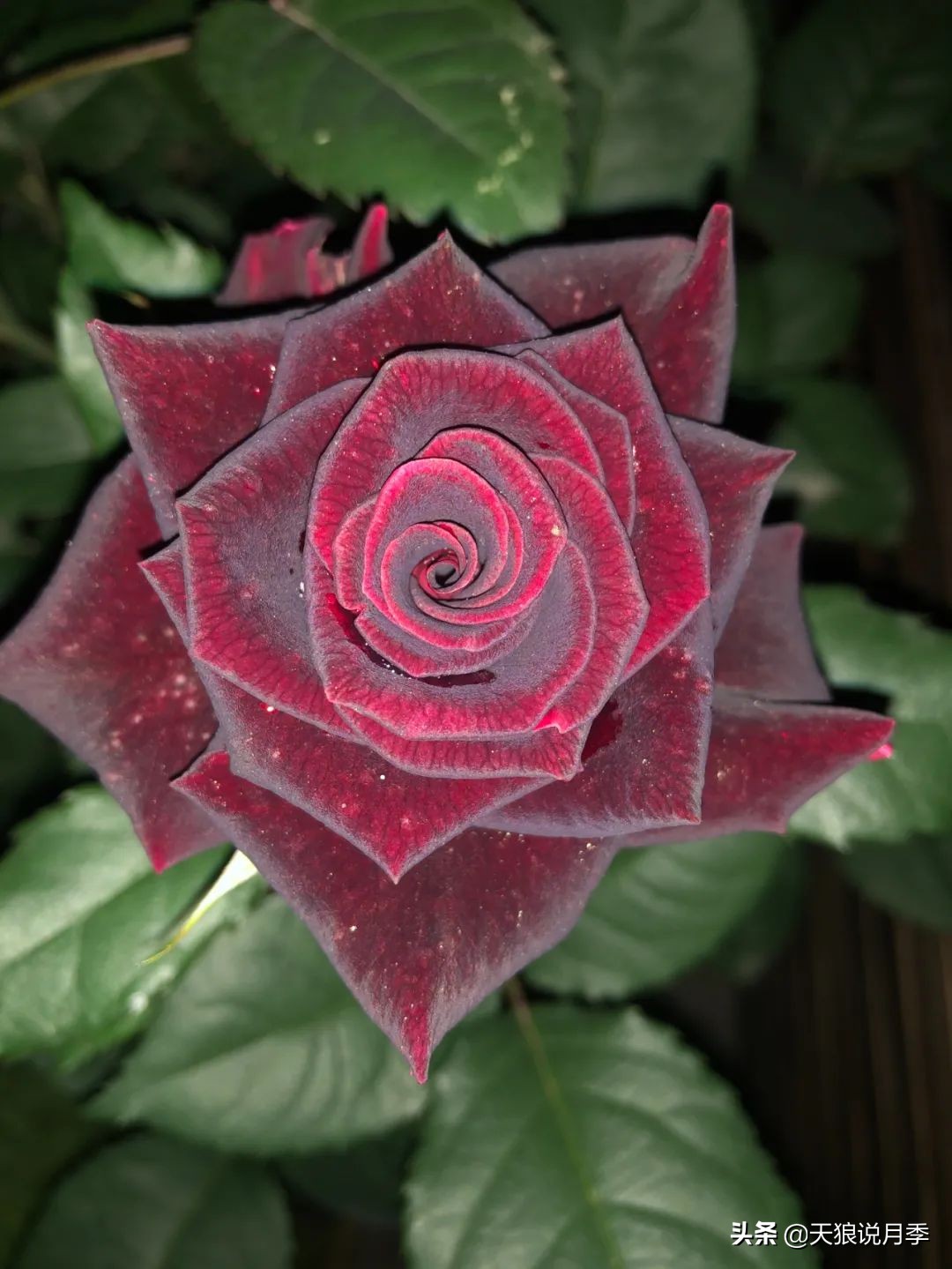 怎么打造露台小花园,如何打理自己的露台小花园