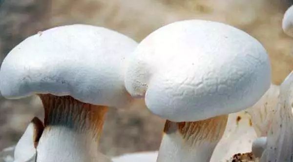 全新疆著名的特产,盘点十大新疆的特产