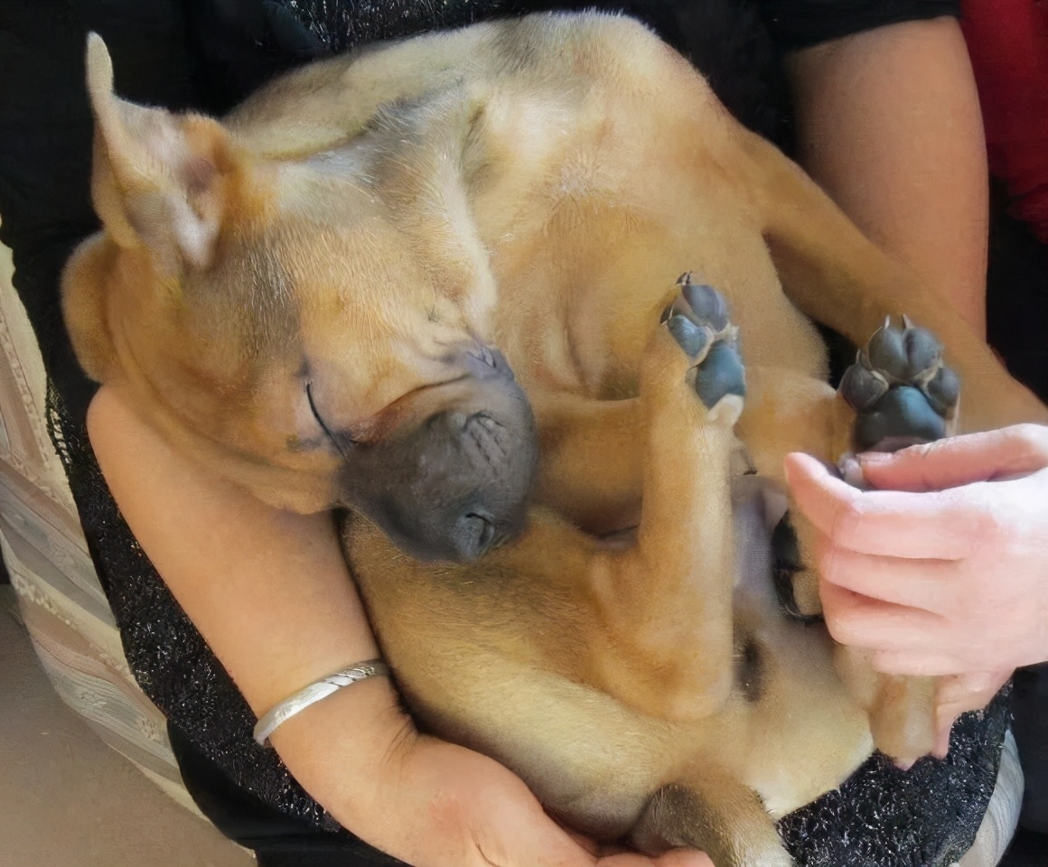 狗狗呕吐的原因及处理方法,狗狗呕吐的6种颜色