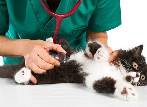 辟谣！猫咪发情用棉签可以止住？小心猫咪患上子宫蓄脓