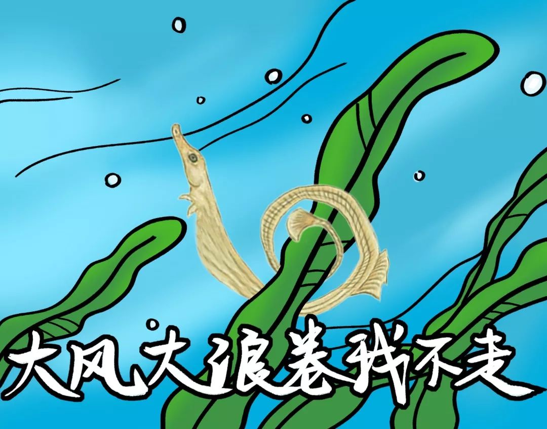 没错，你听过的“七里香”竟然还能吃