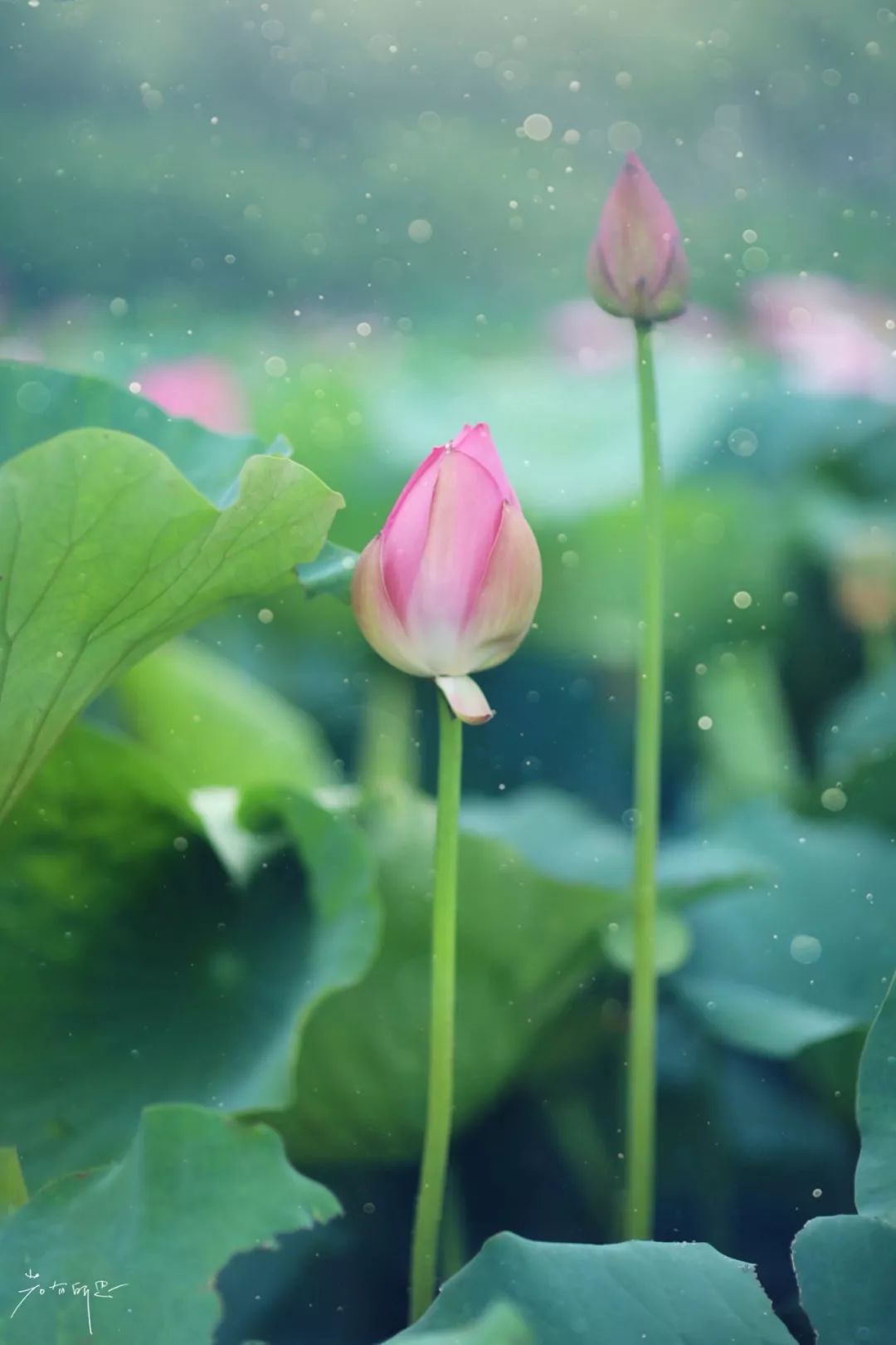 三月赏花一日游上海景点,本月上海赏花一日游最佳去处
