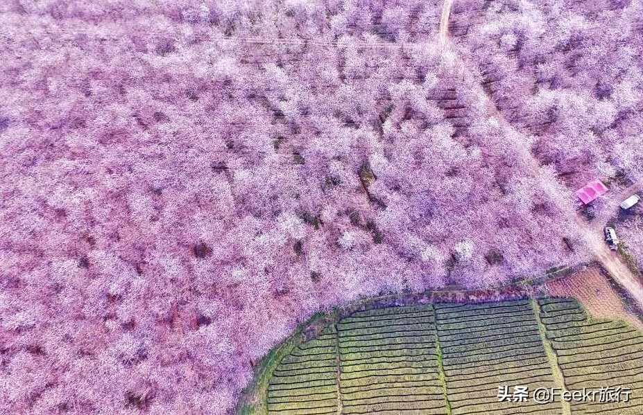 全球最大樱花基地原来就藏在贵州！万亩花海通到湖，机票低至2折