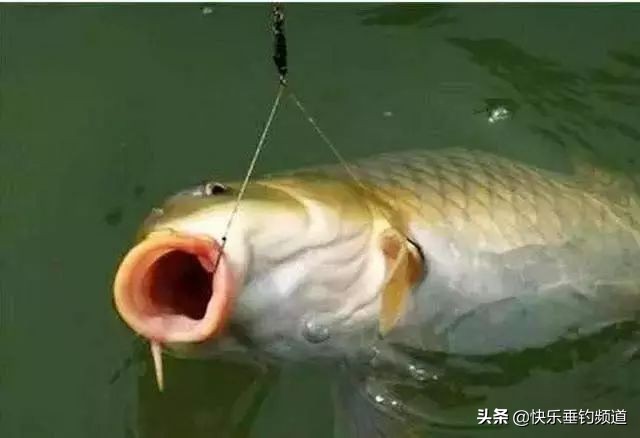 细线遇到大鱼遛鱼有用吗,细线钓到大鱼怎么正确遛鱼