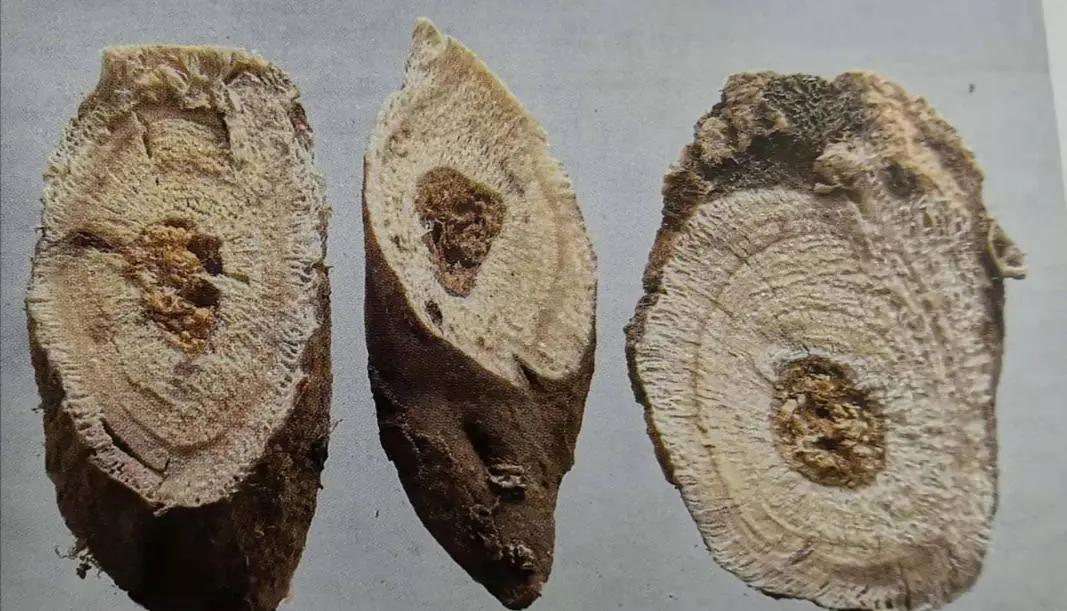 黄芪15克仙鹤草10克泡水喝作用,经常喝黄芪煮水有什么好处