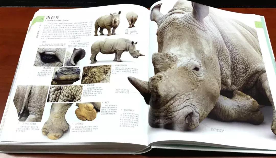 儿童dk哪些书籍值得买,dk儿童书籍推荐