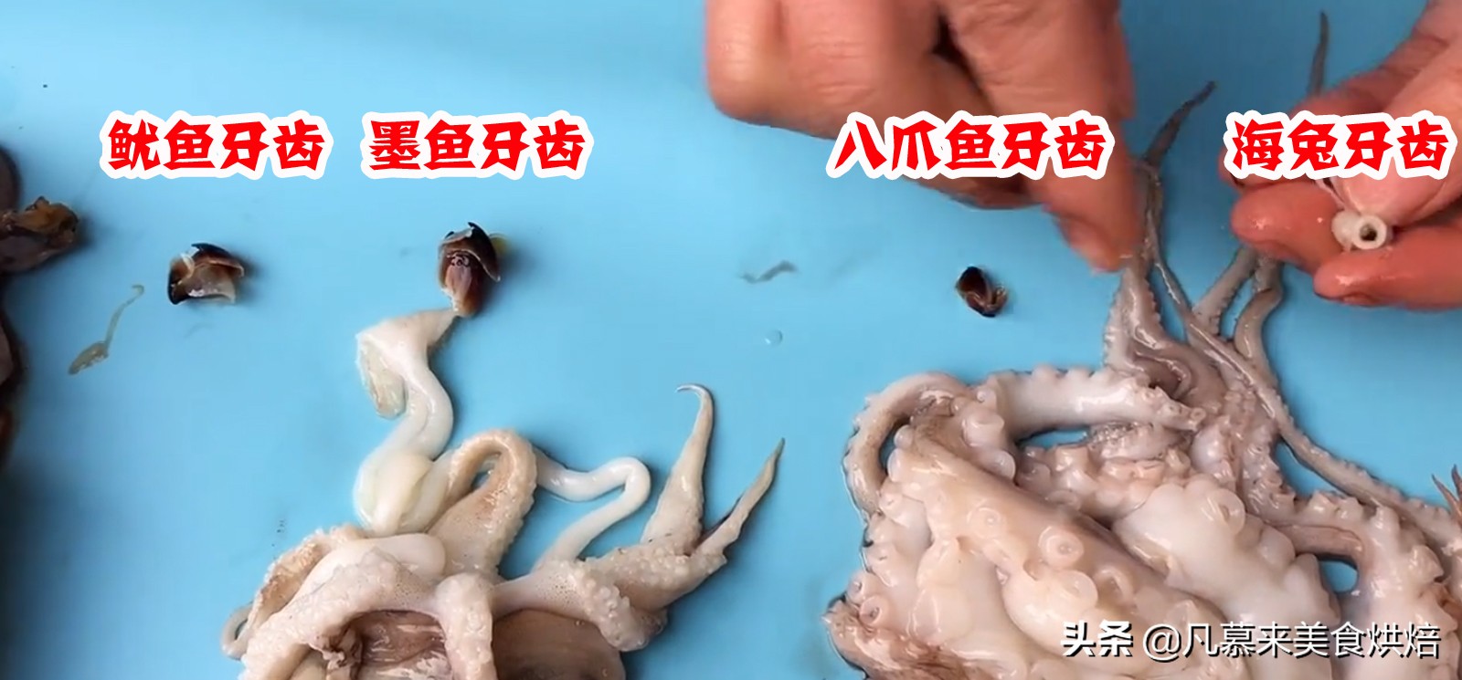 海兔八爪鱼墨鱼鱿鱼的区别,鱿鱼海兔八爪鱼三者之间区别