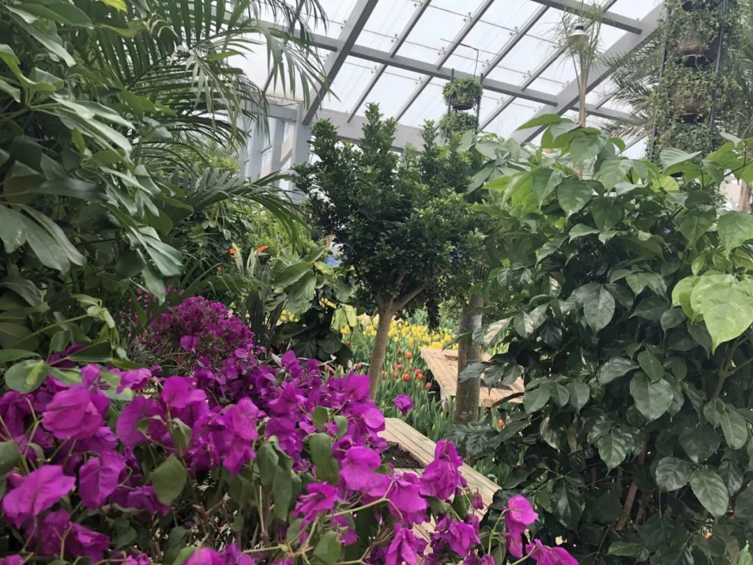 阜城大型公园在哪里,花海剧场区