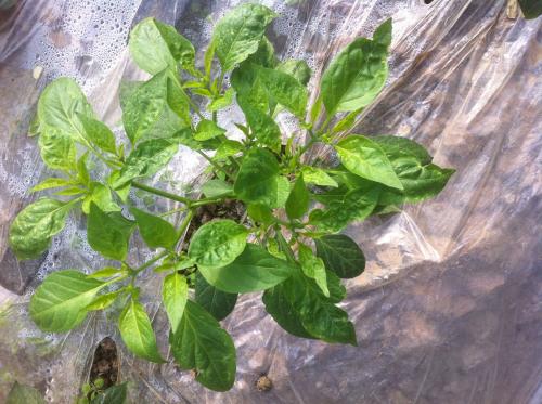 辣椒苗叶向下卷叶后干枯怎么回事,辣椒卷叶要怎么根治