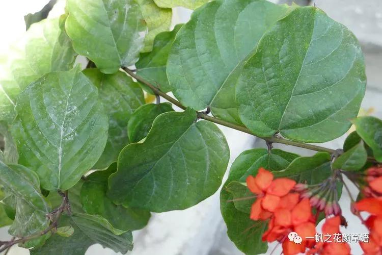 美丽赪桐(Clerodendrumspeciosissimum)