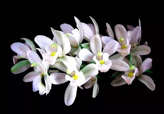 一花一世界的兰花,一花一世界的蝴蝶兰