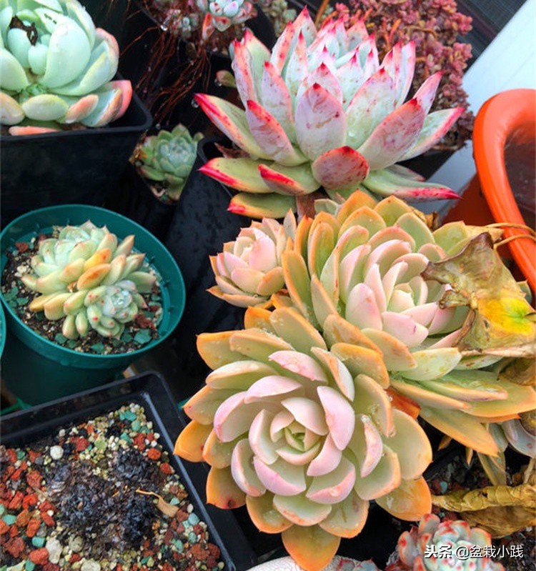 多肉出锦的方法,哪些多肉出锦是粉红色的