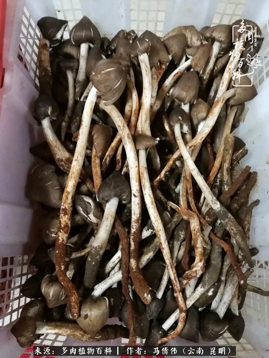 熬过了夏天的多肉,多肉熬过夏天惊艳整个秋天