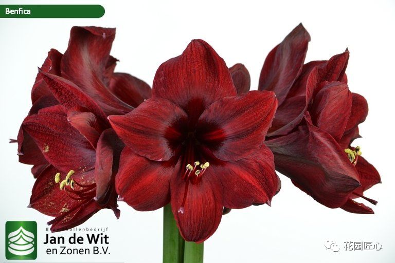 朱顶红为什么老是烂球,怎么才能让朱顶红不生小球