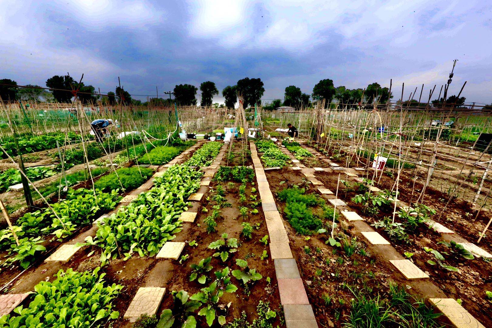 独家光影｜卢沟桥农场：打造永定河畔的观光休闲农业
