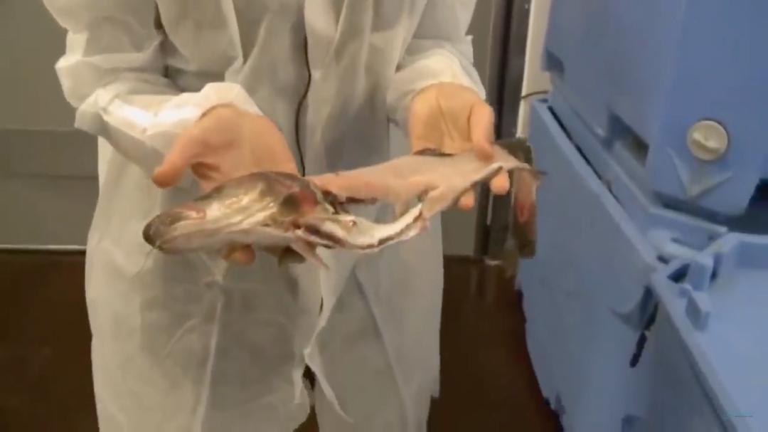 外媒曝光了挪威三文鱼养殖真相吗,最毒的深海三文鱼