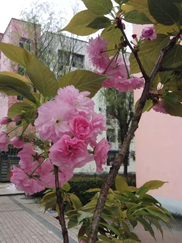 樱花雨飞儿乐队,樱花雨落