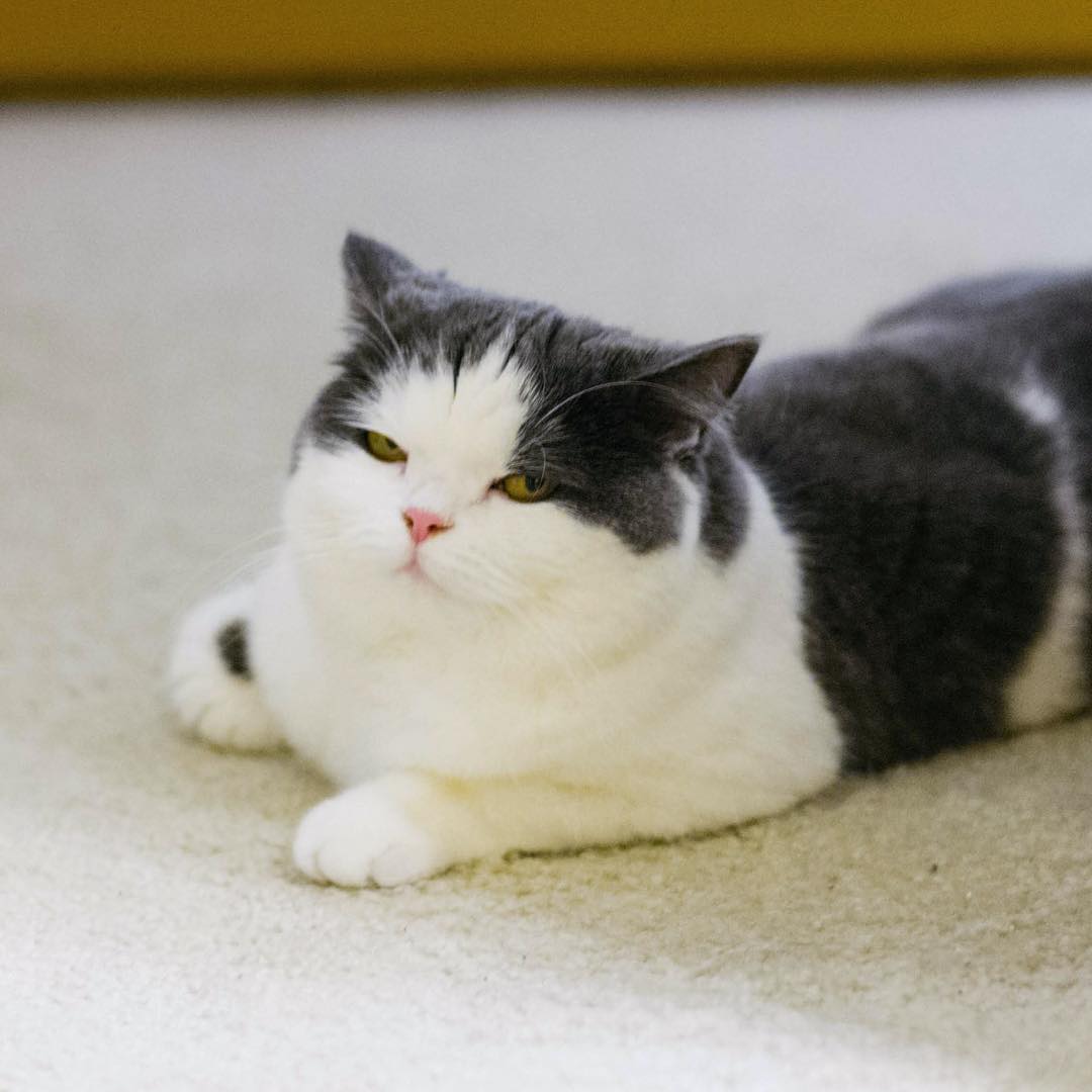 猫每天需要什么,猫每天要做的事情