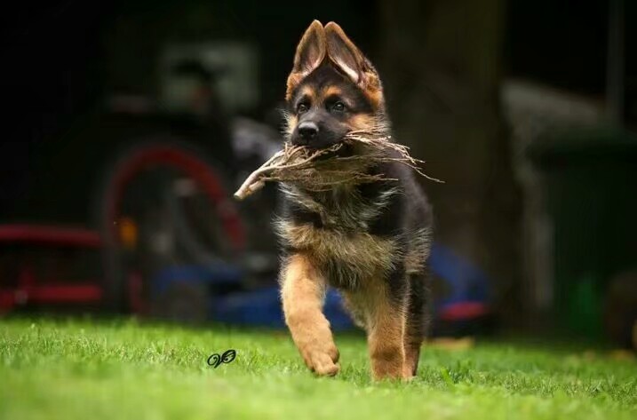 德国牧羊犬图片霸气大全集,德国牧羊犬图片精品