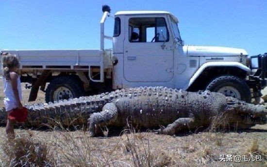 世界上最大的动物长什么样,所有动物最大的样子有多大