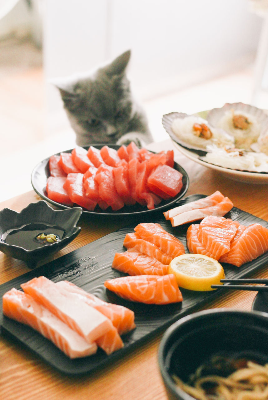 猫咪为什么是纯肉动物,猫咪是食肉动物为什么吃猫粮