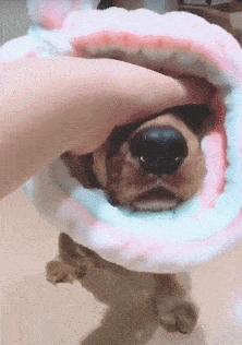 纯种狗怎么来的,怎样培育纯种狗