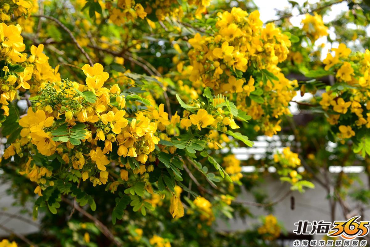 「多图」春天来了!北海街头的三角梅、黄花风铃开得好艳