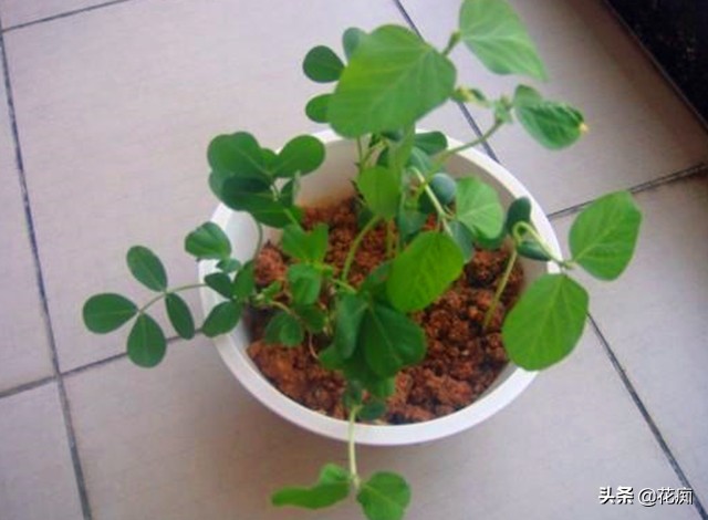 喜欢吃毛豆？自己在家种，几粒黄豆轻松种一大盆，耐看又好吃！