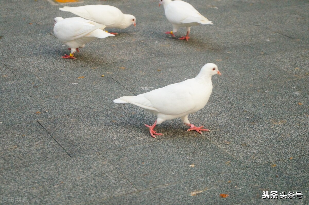 幼鸽正确喂养方法,鸽子拉稀会不会影响幼鸽