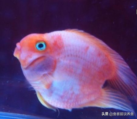 鹦鹉鱼变白放黄粉能变红吗,红鹦鹉鱼身上变黑了怎么治疗