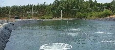 对虾吃不上料怎么处理,对虾摄食不好怎么回事